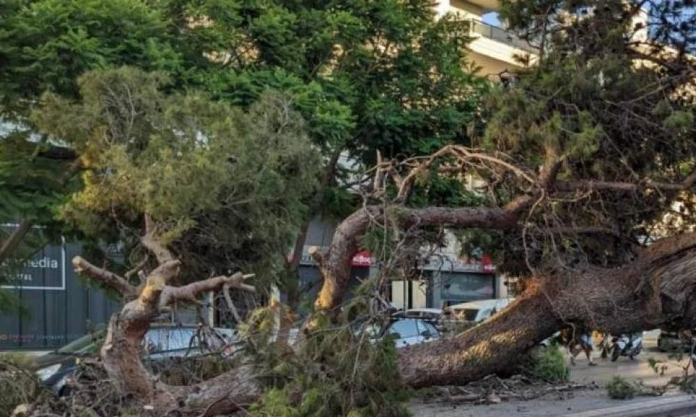 Eπεσε μεγάλο δέντρο κοντά στη Σοφούλη στη Θεσσαλονίκη (Εικόνες)